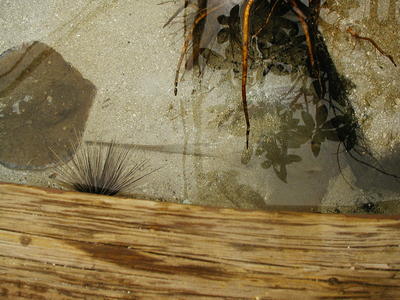 Spiny sea urchin #2