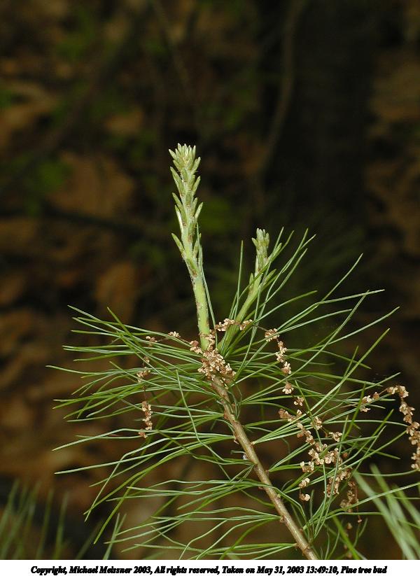 Pine tree bud #2