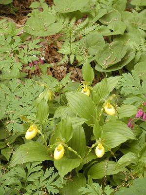 Yellow ladyslippers