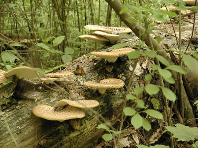 Mushrooms #2