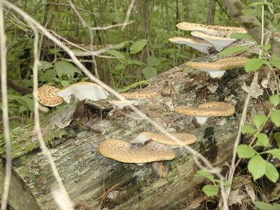 Mushrooms #3