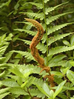 Cinnamon fern