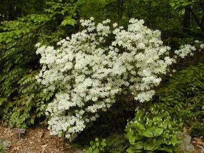 White Kyushu azalea
