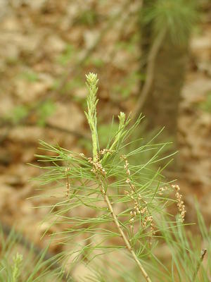 Pine tree bud