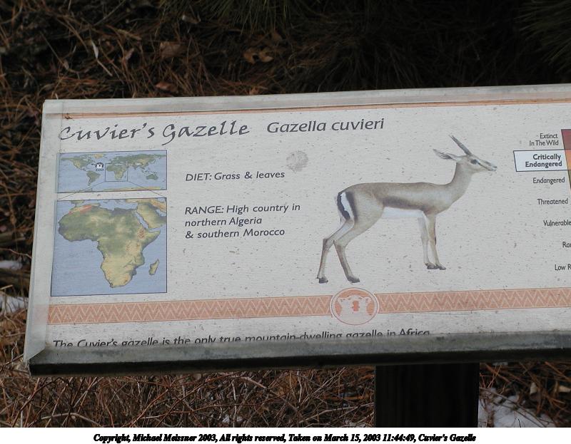 Cuvier's Gazelle #5