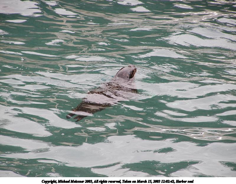 Harbor seal #3