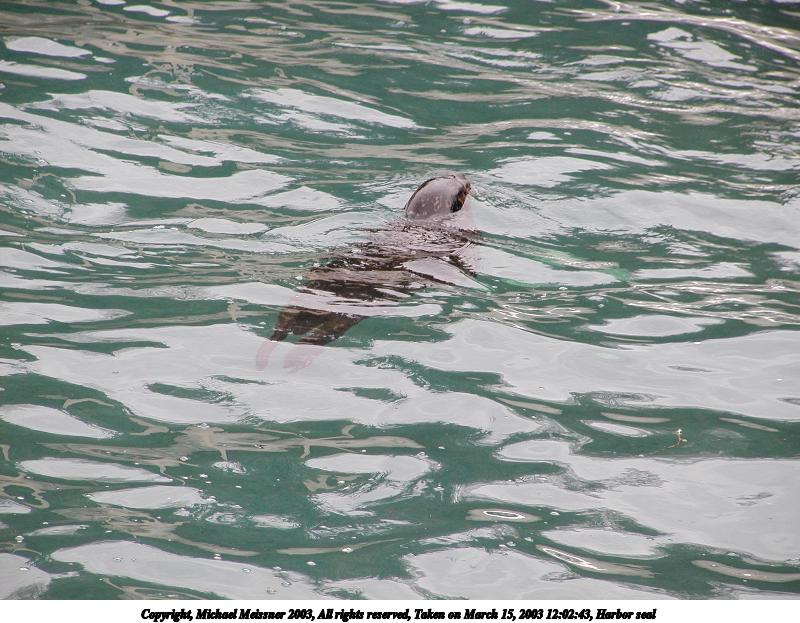 Harbor seal #4