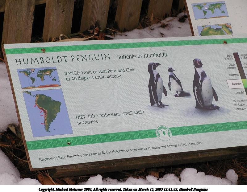 Humbolt Penguins #2