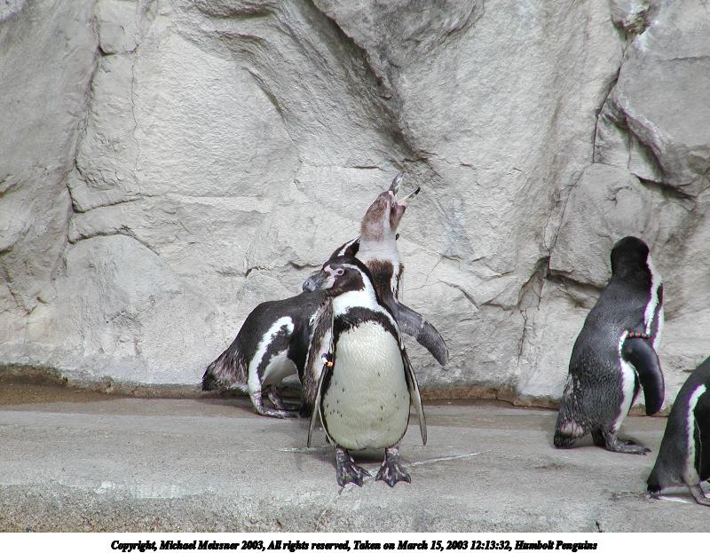 Humbolt Penguins #4
