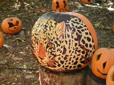 Leopard pumpkin