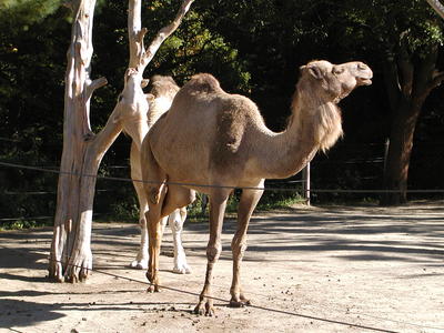 Camel #4