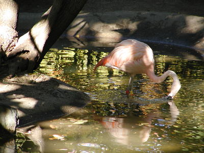 Chilean Flamingo #3