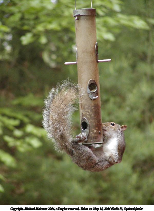 Squirrel feeder
