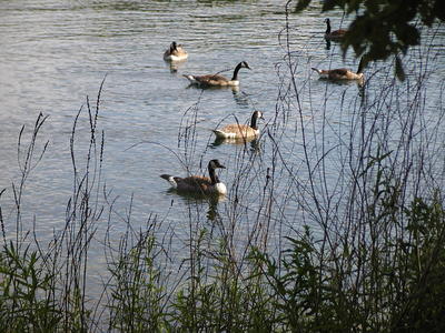 Geese swimming #2
