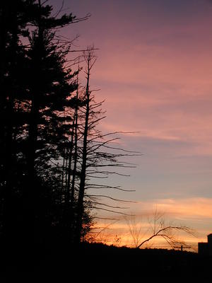 Sunset and trees #6
