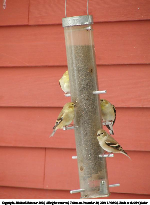 Birds at the bird feeder #2