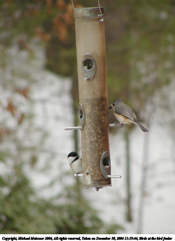 Birds at the bird feeder #3