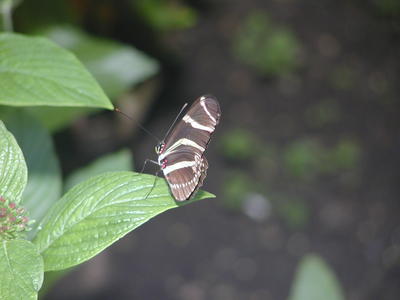 Butterfly #6