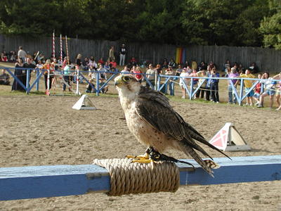 KnightHawk falconry show #5