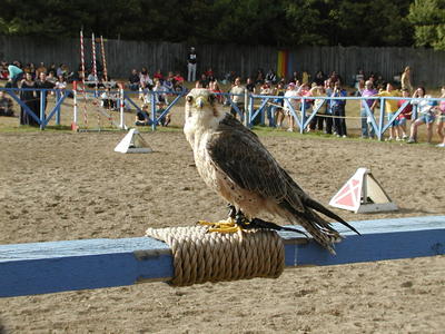 KnightHawk falconry show #6