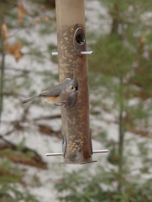 Bird at the feeder