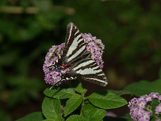 Citrus Swallowtail butterfly #3