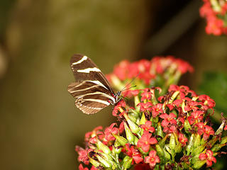 Zebra longwing butterfly #2