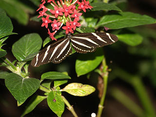 Zebra longwing butterfly #3