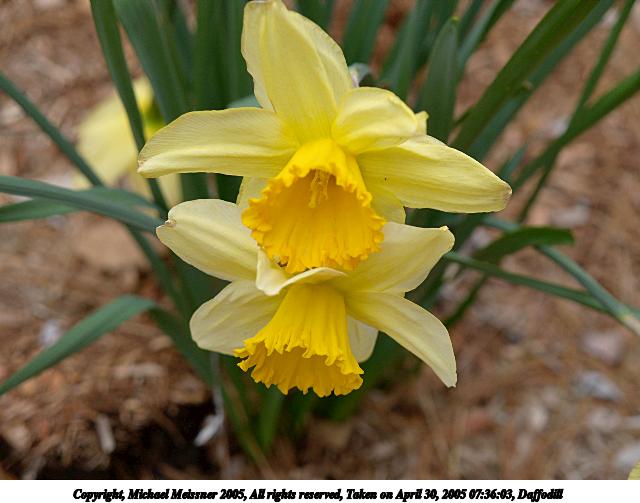 Daffodill #2