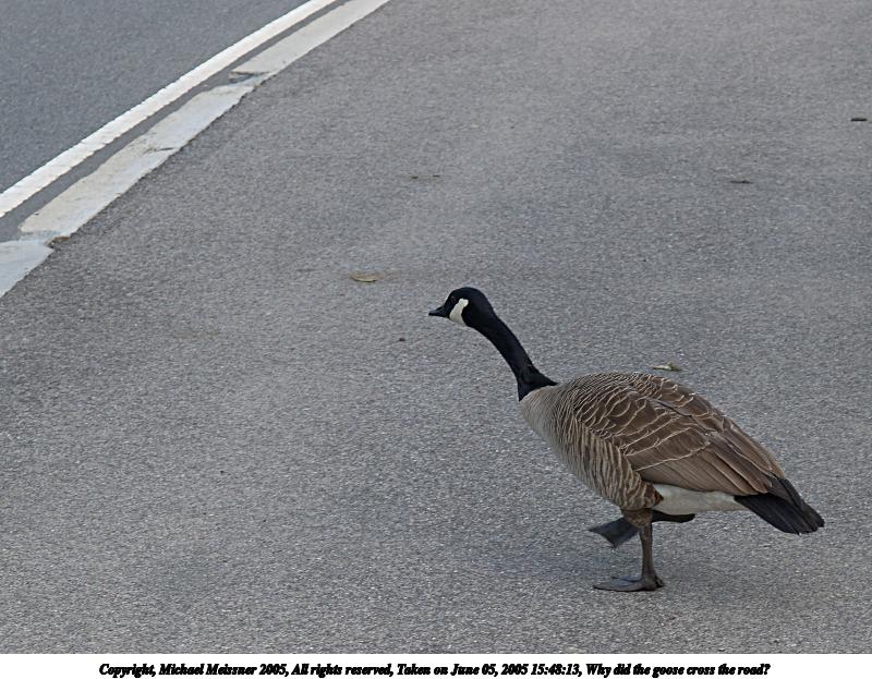 Why did the goose cross the road?