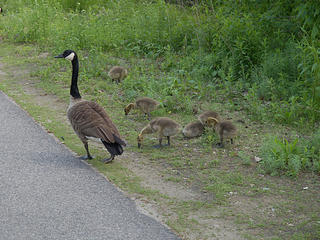 Geese families #4
