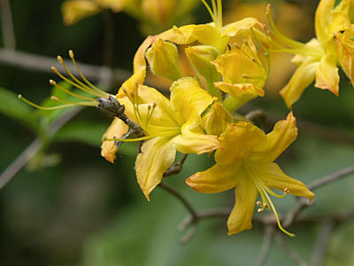 Yellow azalea