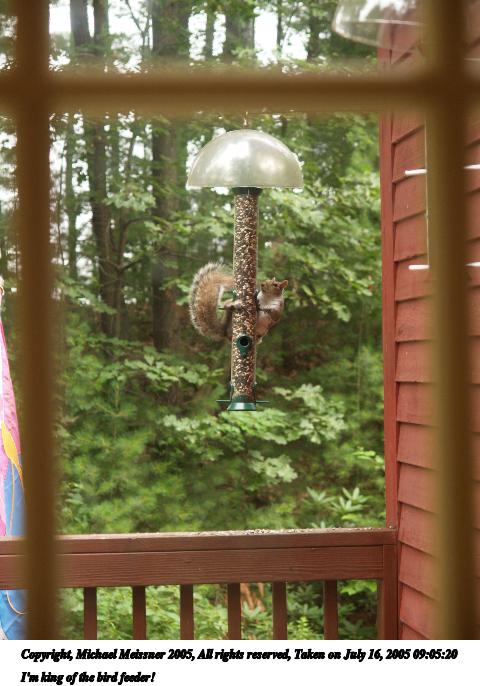 I'm king of the bird feeder!