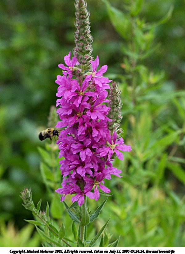 Bee and loosestrife