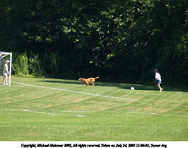 Soccer dog