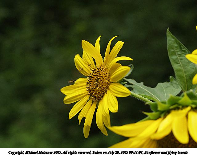 Sunflower and flying insects