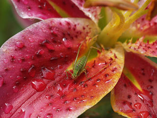 Lily and grasshopper #2