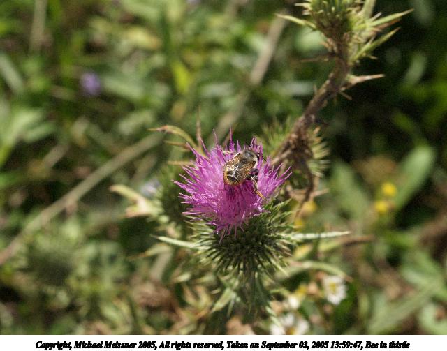 Bee in thistle #2