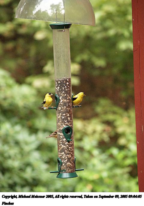 Finches #3