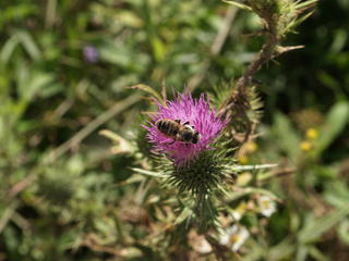 Bee in thistle
