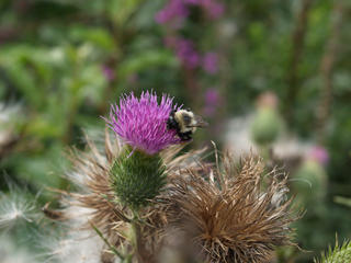 Bee in thistle #4