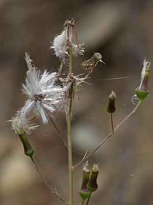 Dandelion seeds #2
