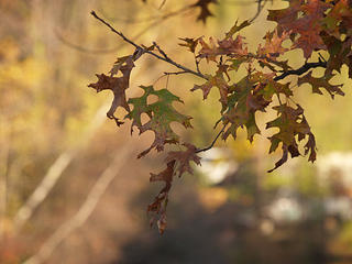 Oak leaves #2