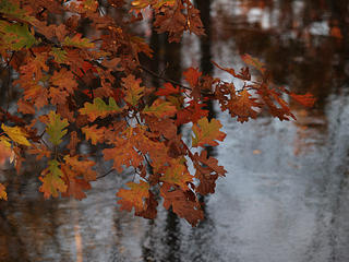 Oak leaves and water