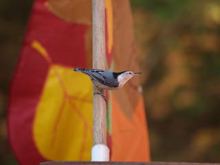 Bird on a flagpole