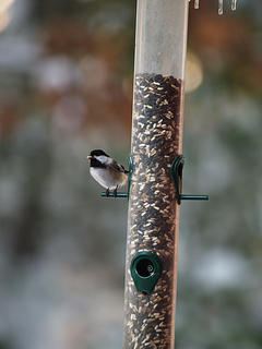 Bird at feeder #2