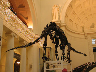 Dinosaur skeleton in the Field museum