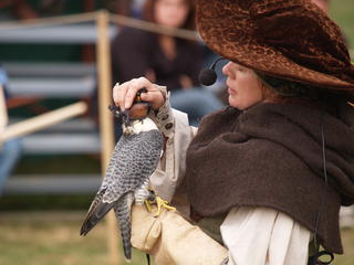 Hooding the falcon