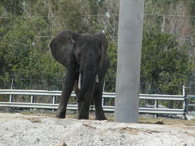 Elephant #3
