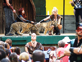 Tiger cubs #2